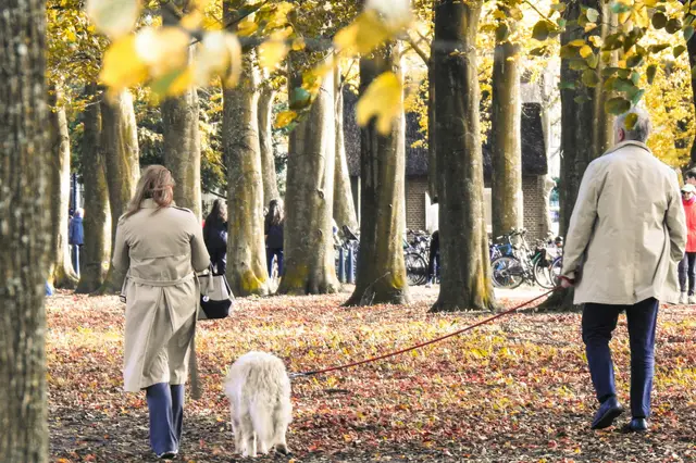 Due persone passeggiano in un parco d’autunno con un cane bianco