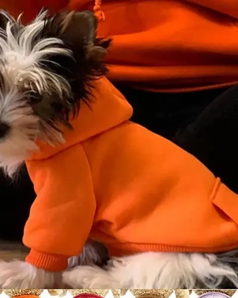 Felpa Velluto color arancio indossata da un cane