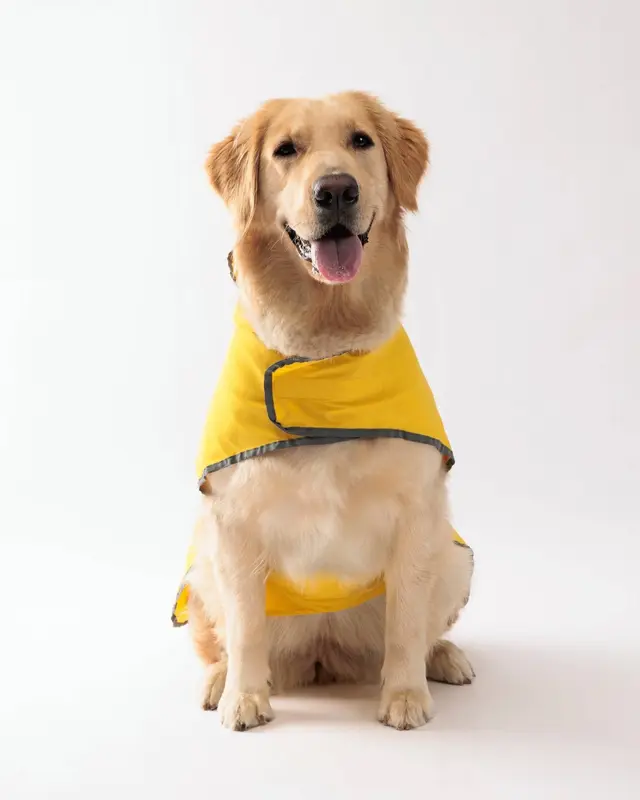 Un golden retriever seduto con l’Impermeabile Acquazzone giallo