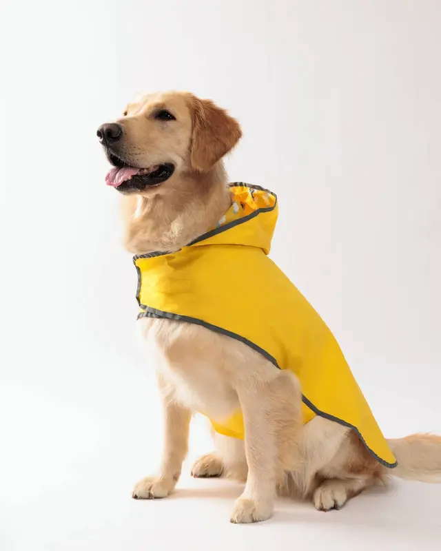 Un golden retriever seduto con l’Impermeabile Acquazzone giallo