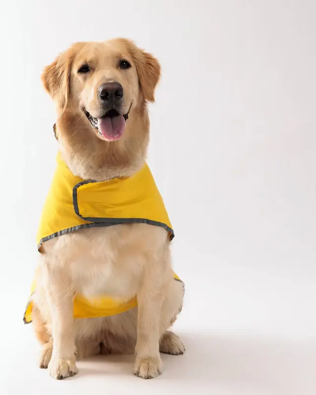 Impermeabile Acquazzone color giallo indossata da un cane