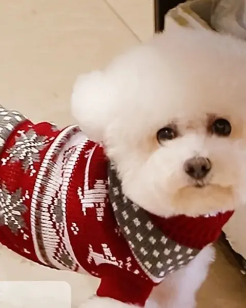 Maglione Renna color rosso indossata da un cane