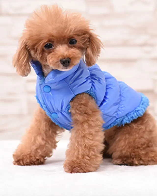 Piumino Brina color blu indossata da un cane